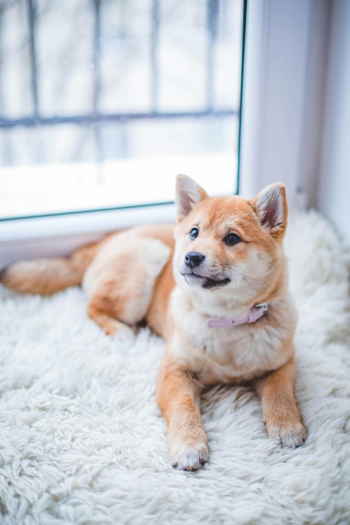 pexels photo 1805164 1805164 Cute Shiba Inu puppy resting on a soft white rug in a cozy indoor setting.